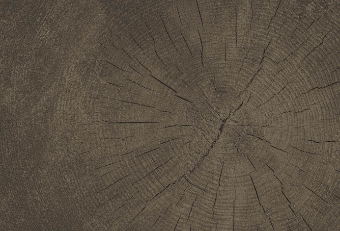 imagen tronco madera 02